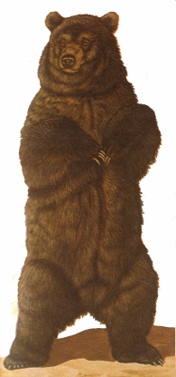 Cub